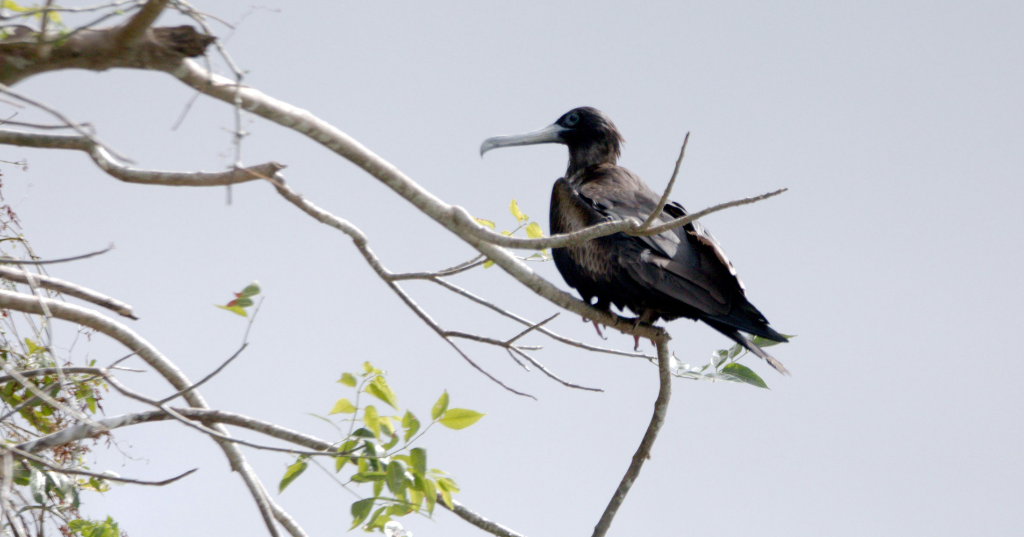 Parque nacional los Haitises