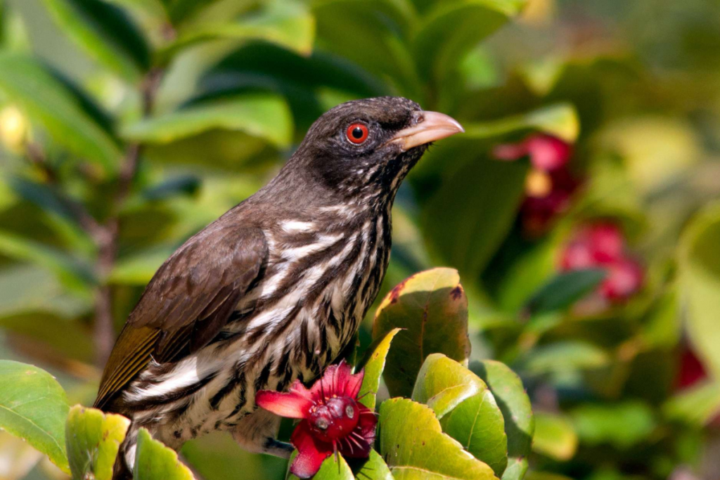 Cigua Palmera o Dulus Dominicus, una de las aves endémicas de la República Dominicana. Disfruta de la observación de aves en República Dominicana.