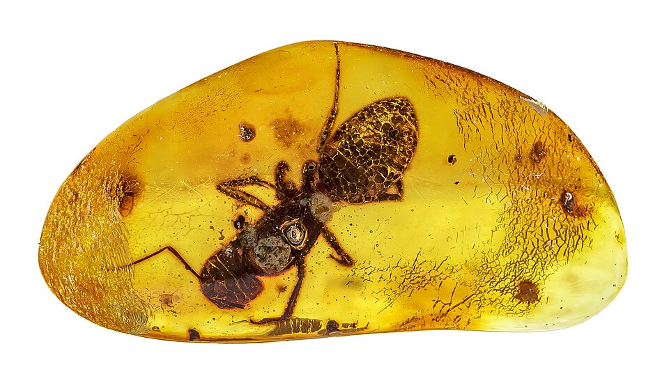 Museos en República Dominicana, Museo del Ámbar de Puerto Plata