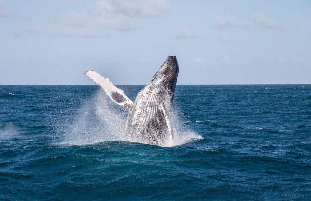 Whale Watching in the Dominican Republic
